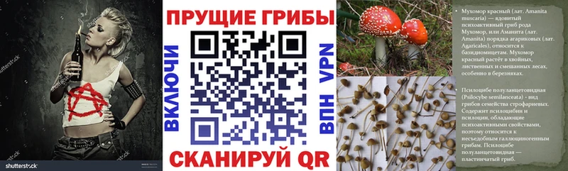 хочу наркоту  Бежецк  Псилоцибиновые грибы Cubensis 